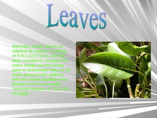 Leaves Alternate, simple leaves, of elliptical to ovadas or oblong, of 5-13 x 2,5-7,5 cm, with the base cuneada or rounded, the entire margin and the sharp apex or acuminado; they are of green glossy color, glabras, with the central marked nerve. Petiole of 2-8 cm of length. Terminal clusters, of 7,5-15 cm of length. 