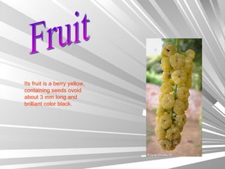 Fruit Its fruit is a berry yellow, containing seeds ovoid about 3 mm long and brilliant color black. 
