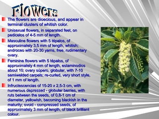 The flowers are dioecious, and appear in terminal clusters of whitish color. Unisexual flowers, in separated feet, on pedicelos of 4-5 mm of length.  Masculine flowers with 5 tépalos, of approximately 3,5 mm of length, whitish; androceo with 20-30 yarns, free, rudimentary ovary.  Feminine flowers with 5 tépalos, of approximately 4 mm of length, estaminodios about 10; ovary súpero, globular, with 7-10 semiwelded carpels; re-curled, very short style, of 1 mm of length.  Infructescencias of 15-20 x 2,5-3 cm, with numerous depressed - globular berries, with ruts between the seeds, of 0,8-1 cm of diameter, yellowish, becoming blackish in the maturity; ovoid - compressed seeds, of approximately 3 mm of length, of black brilliant colour. Flowers 
