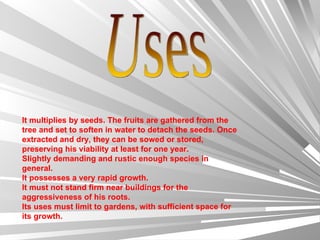 Uses It multiplies by seeds. The fruits are gathered from the tree and set to soften in water to detach the seeds. Once extracted and dry, they can be sowed or stored, preserving his viability at least for one year.  Slightly demanding and rustic enough species in general.  It possesses a very rapid growth.  It must not stand firm near buildings for the aggressiveness of his roots.  Its uses must limit to gardens, with sufficient space for its growth.  