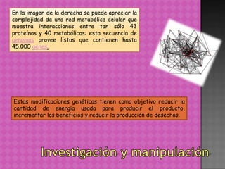 En la imagen de la derecha se puede apreciar la
complejidad de una red metabólica celular que
muestra interacciones entre tan sólo 43
proteínas y 40 metabólicos: esta secuencia de
genomas provee listas que contienen hasta
45.000 genes.




Estas modificaciones genéticas tienen como objetivo reducir la
cantidad de energía usada para producir el producto,
incrementar los beneficios y reducir la producción de desechos.
 