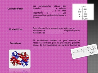Los carbohidratos básicos son
Carbohidratos   llamados monosacáridos e incluyen
                galactosa, fructosa, y el más
                importante     la     glucosa.  Los
                monosacáridos pueden sintetizarse y
                formar polisacáridos.




                Esta información se encuentra protegida por un
 Nucleótidos    mecanismo de reparación del ADN y duplicada por un
                mecanismo de replicación del ADN.



                El metabolismo conlleva un gran número de
 Coenzimas      reacciones químicas, pero la gran mayoría presenta
                alguno de los mecanismos de catálisis básicos de
                reacción de transferencia en grupo.
 