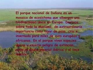 El parque nacional de Doñana es un
mosaico de ecosistema que albergan una
biodiversidad única en Europa. Destaca
sobre todo la Marisma, de extraordinaria
importancia como lugar de paso, cría e
invernada para miles de aves europeas y
africanas. En el parque viven especies
únicas y enserio peligro de extinción,
como el águila imperial ibérica y el lince
ibérico.
 