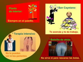 Te acercás y te da trabajo.   No lo pueden  ver ni los parientes No sirve ni para rascarse las bolas.   Planta  de interior: * Terapia intensiva: Siempre en el pasillo. * San Cayetano: * Bolsillo de atrás: 