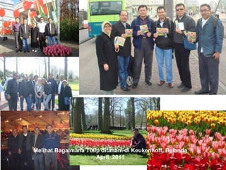 Melihat Bagaimana Tulip ditanam di Keukenhoff, Belanda
April 2011

 
