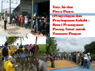 Tata Air dan
Pasca Panen
(Pengeringan dan
Penyimpanan Gabah) :
Kunci Penanganan
Pasang Surut untuk
Tanaman Pangan

 