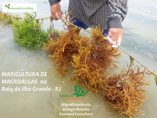 MARICULTURA DE
MACROALGAS na
Baía da Ilha Grande - RJ
Miguel Sepúlveda
Biólogo Marinho
Seaweed Consultant
 