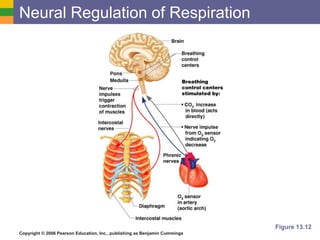 Neural Regulation of Respiration 
Copyright © 2006 Pearson Education, Inc., publishing as Benjamin Cummings 
Figure 13.12 
 