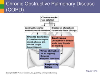 Chronic Obstructive Pulmonary Disease 
(COPD) 
Copyright © 2006 Pearson Education, Inc., publishing as Benjamin Cummings 
Figure 13.13 
 