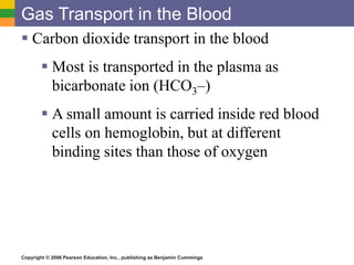 Gas Transport in the Blood 
 Carbon dioxide transport in the blood 
 Most is transported in the plasma as 
bicarbonate ion (HCO3–) 
 A small amount is carried inside red blood 
cells on hemoglobin, but at different 
binding sites than those of oxygen 
Copyright © 2006 Pearson Education, Inc., publishing as Benjamin Cummings 
 