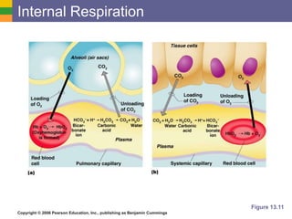Internal Respiration 
Copyright © 2006 Pearson Education, Inc., publishing as Benjamin Cummings 
Figure 13.11 
 