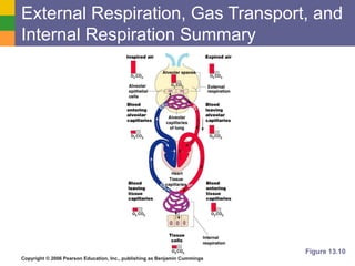 External Respiration, Gas Transport, and 
Internal Respiration Summary 
Copyright © 2006 Pearson Education, Inc., publishing as Benjamin Cummings 
Figure 13.10 
 