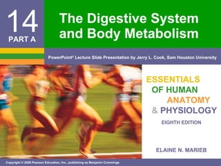 The Digestive System and Body Metabolism 