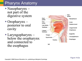 Pharynx Anatomy Nasopharynx –  not part of the digestive system Oropharynx – posterior to oral cavity Laryngopharynx – below the oropharynx and connected to  the esophagus Figure 14.2a 