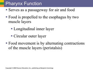 Pharynx Function Serves as a passageway for air and food Food is propelled to the esophagus by two muscle layers Longitudinal inner layer Circular outer layer Food movement is by alternating contractions of the muscle layers (peristalsis) 