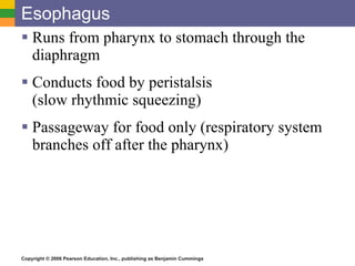 Esophagus Runs from pharynx to stomach through the diaphragm Conducts food by peristalsis  (slow rhythmic squeezing) Passageway for food only (respiratory system branches off after the pharynx) 