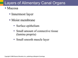 Layers of Alimentary Canal Organs Mucosa Innermost layer Moist membrane Surface epithelium Small amount of connective tissue  (lamina propria) Small smooth muscle layer 
