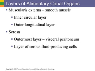 Layers of Alimentary Canal Organs Muscularis externa – smooth muscle Inner circular layer Outer longitudinal layer Serosa Outermost layer – visceral peritoneum Layer of serous fluid-producing cells 