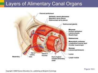 Layers of Alimentary Canal Organs Figure 14.3 
