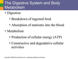 The Digestive System and Body Metabolism Digestion Breakdown of ingested food Absorption of nutrients into the blood Metabolism Production of cellular energy (ATP) Constructive and degradative cellular activities 