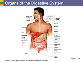 Organs of the Digestive System Figure 14.1 