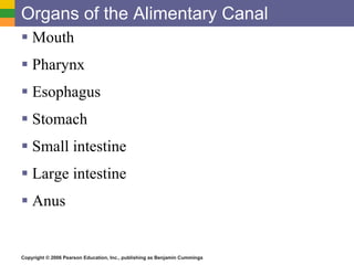 Organs of the Alimentary Canal Mouth Pharynx Esophagus Stomach Small intestine Large intestine Anus 