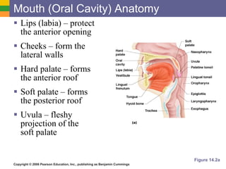 Mouth (Oral Cavity) Anatomy Lips (labia) – protect  the anterior opening Cheeks – form the  lateral walls Hard palate – forms  the anterior roof Soft palate – forms  the posterior roof Uvula – fleshy  projection of the  soft palate Figure 14.2a 