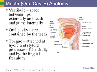 Mouth (Oral Cavity) Anatomy Vestibule – space between lips externally and teeth and gums internally Oral cavity – area contained by the teeth Tongue – attached at hyoid and styloid processes of the skull, and by the lingual frenulum Figure 14.2a 