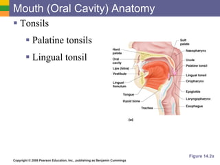 Mouth (Oral Cavity) Anatomy Tonsils Palatine tonsils Lingual tonsil Figure 14.2a 