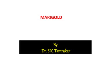 MARIGOLD
By
Dr. S.K. Tamrakar
 