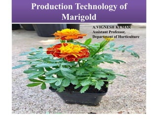 Production Technology of
Marigold
A.VIGNESH KUMAR
Assistant Professor,
Department of Horticulture
 