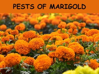 PESTS OF MARIGOLD
 