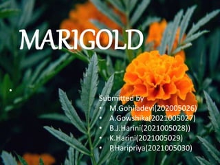 MARIGOLD
•
Submitted by
• M.Gohiladevi(202005026)
• A.Gowshika(2021005027)
• B.J.Harini(2021005028))
• K.Harini(2021005029)
• P.Haripriya(2021005030)
 