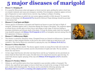 5 major diseases of marigold
• Disease # 1. Damping off:
• It is caused by Rhizoctonia solani and appears as brown necrotic spots, girdling the radicle which later
on extends to plumule and causes pre-emergence mortality. Post-emergence symptoms appear on lower
part of hypocotyl as water soaked, brown, necrotic ring, leading to collapse of seeding.
• When infected seedlings are pulled, the root system appears partially or fully decayed. To control the
disease soil drenching with Brassicol (0.3%) should be followed. Proper drainage should be provided
in the nursery bed.
• Diseases # 2. Leaf Spots and Blight:
• Various species of Alternaria, Cercospora and Septoria are known to cause leaf spot or blight of
marigold. Alternaria tagetica and A. tenuissima damage the foliage of the plants. The symptoms appear
as minute brown circular spots on lower leaves and enlarge at later stage of infection leading to
premature defoliation and ultimate death of the plants. To keep the disease under check the marigold
crop should be sprayed with Dithane M-45 fungicide @ 0.2% at fortnightly intervals starting from the
first appearance of disease symptoms.
• Diseases # 3. Inflorescence Blight:
• This disease is caused by Alternaria zinnae. Elongated lesions are formed on inflorescence. Symptoms
may appear as large irregular blotches on the leaves also which is light tan to dark brown with
zonation’s. This can be effectively controlled by spraying the crop with Dithane M-45 (0.2%).
• Diseases # 4. Flower Bud Rot:
• It is caused by Alternaria dianthi. The disease appears mainly on young flower buds and results into
their dry rotting with brown scorched, necrotic discoloration of sepals and stalk. The ray and disc
florets also turn brown.
• At later stages buds become shriveled, turn deep brown and dry up. Symptoms are less prominent on
mature buds but these buds fail to open. On older leaves few deep brown necrotic spots develop. To
control this disease regular spraying of the crop with Dithane M-45 fungicide @ 0.2% should be
followed.
• Diseases # 5. Powdery Mildew:
• Oidium sp. and Leueillula taurica have been reported to cause powdery mildew of marigold. The
whitish, tiny superficial spots appear on leaves which later on result in the coverage of whole aerial
parts of plant with whitish powder. The disease can be controlled by following spraying with
Karathane (40 E.G.) @ 0.5% or dusting with sulphur powder a fortnightly intervals.
 