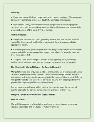 Watering:
• Water your marigolds from the ground rather than from above. When exposed
to excessive dampness, the dense, double flowerheads might decay.
• Allow the soil to dry partially between waterings while maintaining regular
moisture, especially in hot and dry weather. Marigolds in pots may require daily
watering because of the rapid drying of the soil.
Pests & Diseases:
• Grey mould, bacterial leaf spots, powdery mildew, and root rot can all affect
marigolds. Keep a watch out for the symptoms of these disorders and take
appropriate action.
• While marigolds are generally pest-resistant, they can attract pests such as leaf
miners and spider mites on occasion. Inspect your plants on a regular basis and
treat them as needed.
• Marigolds repel a wide range of insects, including mosquitoes, whiteflies,
aphids, thrips, Mexican bean beetles, tomato hornworms, and nematodes.
The Meaning Of Marigold Flowers On Ganesh Chaturthi
Marigold flowers, also known as genda or chendumalli, are crucial during Ganesh
Chaturthi, especially for Lord Ganesha. These brilliant orange blooms indicate
enthusiasm and vitality, and they encapsulate the moment's joyful spirit. Offering
marigold flowers to Lord Ganesha is a beloved activity that people partake in to
gain his blessings for good health and well-being.
Furthermore, marigolds are widely used to decorate temples during special
events, adding to the solemn aura and joyful splendour of the event.
Marigold Flowers Have Numerous Vastu Benefits
Positive Power:
Marigold flowers are bright and vivid, and their presence in your home may
improve your mood and produce a joyful environment.
 