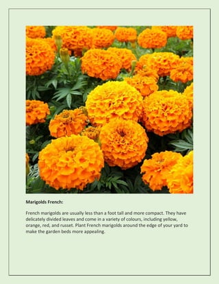 Marigolds French:
French marigolds are usually less than a foot tall and more compact. They have
delicately divided leaves and come in a variety of colours, including yellow,
orange, red, and russet. Plant French marigolds around the edge of your yard to
make the garden beds more appealing.
 