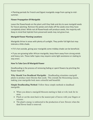 • Planting periods for French and Signet marigolds range from spring to mid-
summer.
Flower Propagation Of Marigolds
Leave the flowerheads on the plant until they fade and dry to save marigold seeds
for future planting. Remove the petals and shake off the seeds once they have
completely dried. While not all flowerheads will produce seeds, the majority will.
Keep in mind that hybrids from preserved seeds may not grow true.
Marigold Flower Planting Locations
Marigolds thrive in areas with plenty of sunlight. They prefer full light but may
tolerate a little shade.
• If it's hot outside, giving your marigolds some midday shade can be beneficial.
• If you are growing taller African marigolds, keep them away from strong winds
and heavy rain. These taller types may require some light assistance or staking to
stay erect.
How To Take Care Of Marigold Flower
Deadheading is the process of removing fading or spent flowers by pinching the
flower head off.
Why Should You Deadhead Marigolds : Deadheading stimulates marigold
plants to produce more blooms than seeds. This extends the blossoming season,
making your marigolds look more colourful and beautiful.
Simple Deadheading Method: Follow these simple methods to deadhead
marigolds:
 When you detect a marigold blossom starting to fade or wilt, look for its
stem.
 Pinch or cut the stem back to the nearest pair of leaves with your fingers or
scissors.
 The plant's energy is redirected to the production of new flowers when the
dead flower head is removed.
 