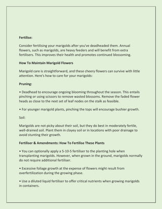 Fertilise:
Consider fertilising your marigolds after you've deadheaded them. Annual
flowers, such as marigolds, are heavy feeders and will benefit from extra
fertilisers. This improves their health and promotes continued blossoming.
How To Maintain Marigold Flowers
Marigold care is straightforward, and these cheery flowers can survive with little
attention. Here's how to care for your marigolds:
Pruning:
• Deadhead to encourage ongoing blooming throughout the season. This entails
pinching or using scissors to remove wasted blossoms. Remove the faded flower
heads as close to the next set of leaf nodes on the stalk as feasible.
• For younger marigold plants, pinching the tops will encourage bushier growth.
Soil:
Marigolds are not picky about their soil, but they do best in moderately fertile,
well-drained soil. Plant them in clayey soil or in locations with poor drainage to
avoid stunting their growth.
Fertiliser & Amendments: How To Fertilise These Plants
• You can optionally apply a 5-10-5 fertiliser to the planting hole when
transplanting marigolds. However, when grown in the ground, marigolds normally
do not require additional fertiliser.
• Excessive foliage growth at the expense of flowers might result from
overfertilization during the growing phase.
• Use a diluted liquid fertiliser to offer critical nutrients when growing marigolds
in containers.
 