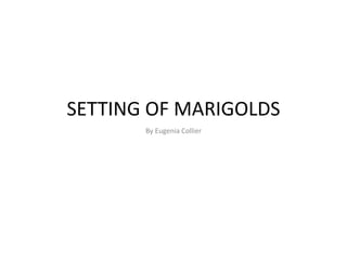 SETTING OF MARIGOLDS 
By Eugenia Collier 
 