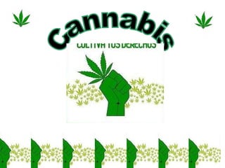 Cannabis 