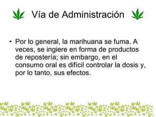 Vía de Administración Por lo general, la marihuana se fuma. A veces, se ingiere en forma de productos de repostería; sin embargo, en el consumo oral es difícil controlar la dosis y, por lo tanto, sus efectos.  