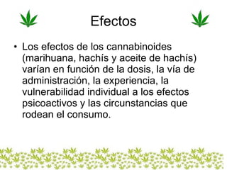Efectos Los efectos de los cannabinoides (marihuana, hachís y aceite de hachís) varían en función de la dosis, la vía de administración, la experiencia, la vulnerabilidad individual a los efectos psicoactivos y las circunstancias que rodean el consumo.  