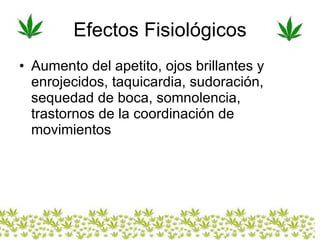 Efectos Fisiológicos Aumento del apetito, ojos brillantes y enrojecidos, taquicardia, sudoración, sequedad de boca, somnolencia, trastornos de la coordinación de movimientos 