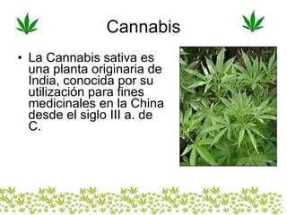 La Cannabis sativa es una planta originaria de India, conocida por su utilización para fines medicinales en la China desde el siglo III a. de C.   Cannabis 