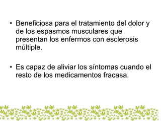 Beneficiosa para el tratamiento del dolor y de los espasmos musculares que presentan los enfermos con esclerosis múltiple.  Es capaz de aliviar los síntomas cuando el resto de los medicamentos fracasa.  