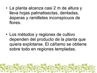 La planta alcanza casi 2 m de altura y lleva hojas palmatisectas, dentadas, ásperas y ramilletes inconspicuos de flores.  Los métodos y regiones de cultivo dependen del producto de la planta que quiera explotarse. El cáñamo se obtiene sobre todo en regiones templadas.  