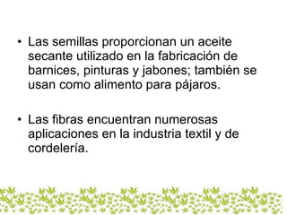 Las semillas proporcionan un aceite secante utilizado en la fabricación de barnices, pinturas y jabones; también se usan como alimento para pájaros.  Las fibras encuentran numerosas aplicaciones en la industria textil y de cordelería.  
