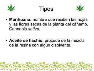 Tipos  Marihuana:   nombre que reciben las hojas y las flores secas de la planta del cáñamo, Cannabis  sativa.  Aceite de hachís:  procede de la mezcla de la resina con algún disolvente. 