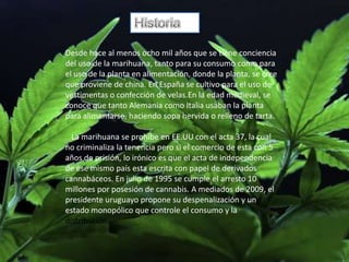 Desde hace al menos ocho mil años que se tiene conciencia
del uso de la marihuana, tanto para su consumo como para
el uso de la planta en alimentación, donde la planta, se cree
que proviene de china. En España se cultivo para el uso de
vestimentas o confección de velas.En la edad medieval, se
conoce que tanto Alemania como Italia usaban la planta
para alimentarse, haciendo sopa hervida o relleno de tarta.

  La marihuana se prohíbe en EE.UU con el acta 37, la cual
no criminaliza la tenencia pero si el comercio de esta con 5
años de prisión, lo irónico es que el acta de independencia
de ese mismo país esta escrita con papel de derivados
cannabáceos. En julio de 1995 se cumple el arresto 10
millones por posesión de cannabis. A mediados de 2009, el
presidente uruguayo propone su despenalización y un
estado monopólico que controle el consumo y la
distribución
 
