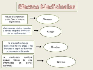 Reduce la comprensión
  ocular, frena el proceso         Glaucoma
       degenerativo


alivia nauseas, vómitos causados
y perdida de apetito provocados
                                      Cancer
      por los medicamentos



     la principal sustancia
psicoactiva de esta droga (THC)
                                         Alzheimer
 bloquea el deposito donde se
  produce esta enfermedad.

La     marihuana  previene
ataques típicos de esta
enfermedad     en   ciertos                    Epilepsia
pacientes.
 